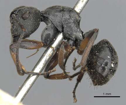 Image of Polyrhachis vindex Smith 1857