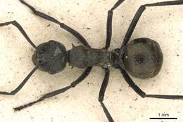 Image of Polyrhachis dives Smith 1857