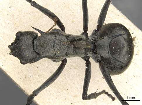 Image of Polyrhachis olena Smith 1861