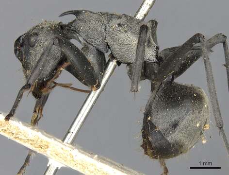 Image of Polyrhachis olena Smith 1861