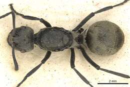 Image of Polyrhachis dives Smith 1857