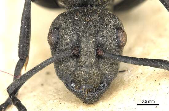 Image of Polyrhachis dives Smith 1857