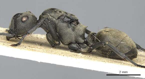 Image of Polyrhachis dives Smith 1857