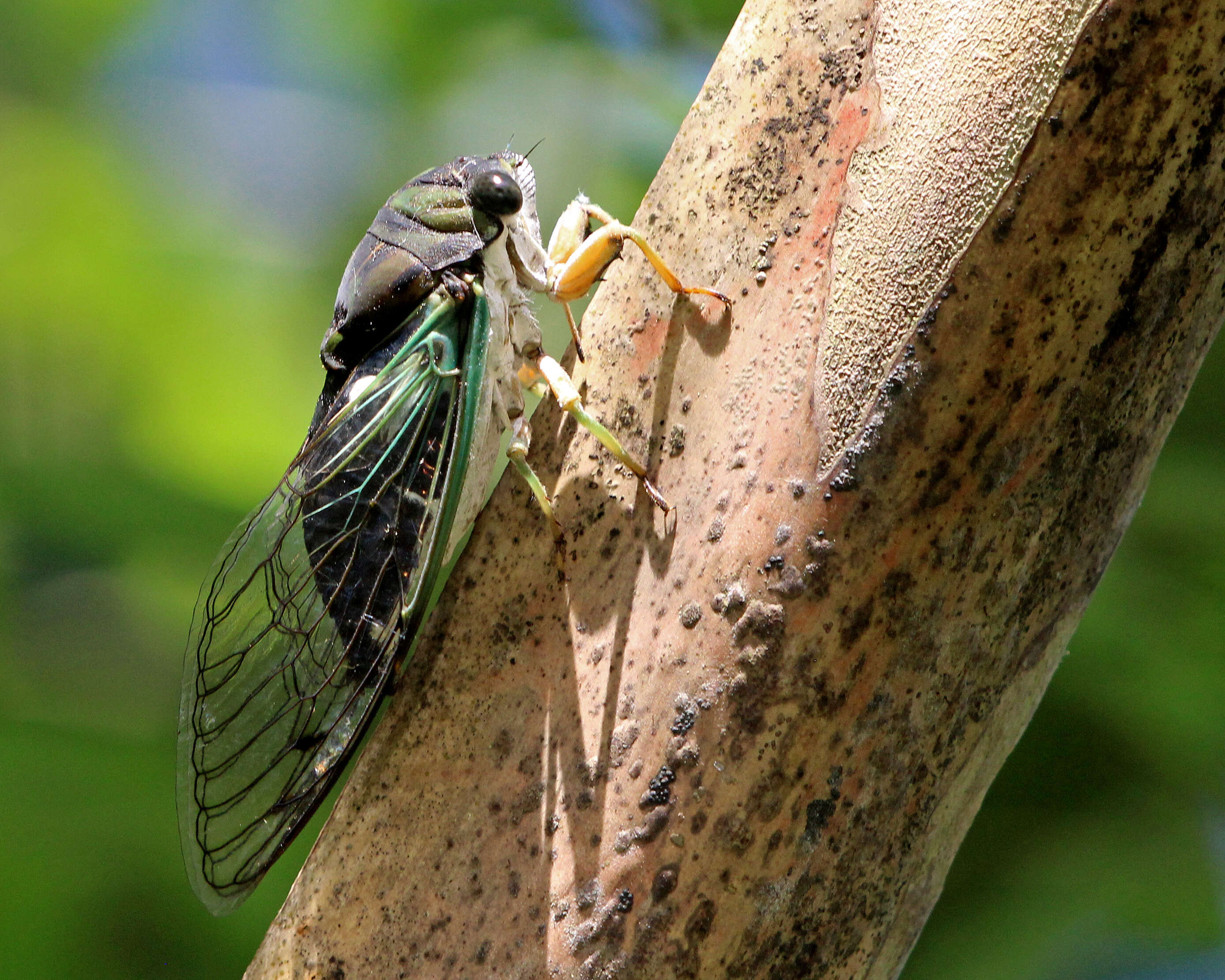 Image of Neotibicen tibicen (Linnaeus 1758)