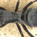 Image of Polyrhachis diaphanta Smith 1861