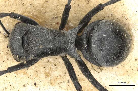 Image of Polyrhachis diaphanta Smith 1861