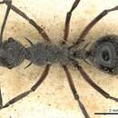 Image of Polyrhachis cleophanes Smith 1861