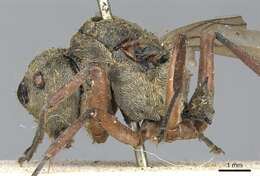 Image of Polyrhachis andromache Roger 1863