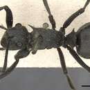 Image of Polyrhachis rixosa Smith 1858