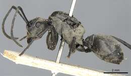 Image of Polyrhachis olena Smith 1861