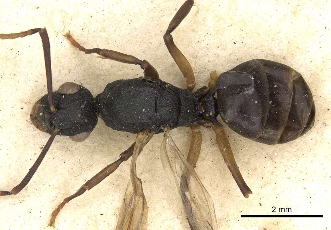 Image de Polyrhachis flavicornis Smith 1857