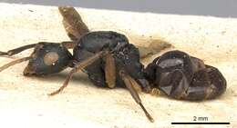 Image de Polyrhachis flavicornis Smith 1857