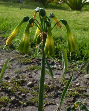 Image of Changeable Coburgia