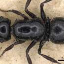 Image of Echinopla nitida Smith 1863