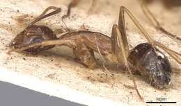 Image of Camponotus subtilis (Smith 1860)