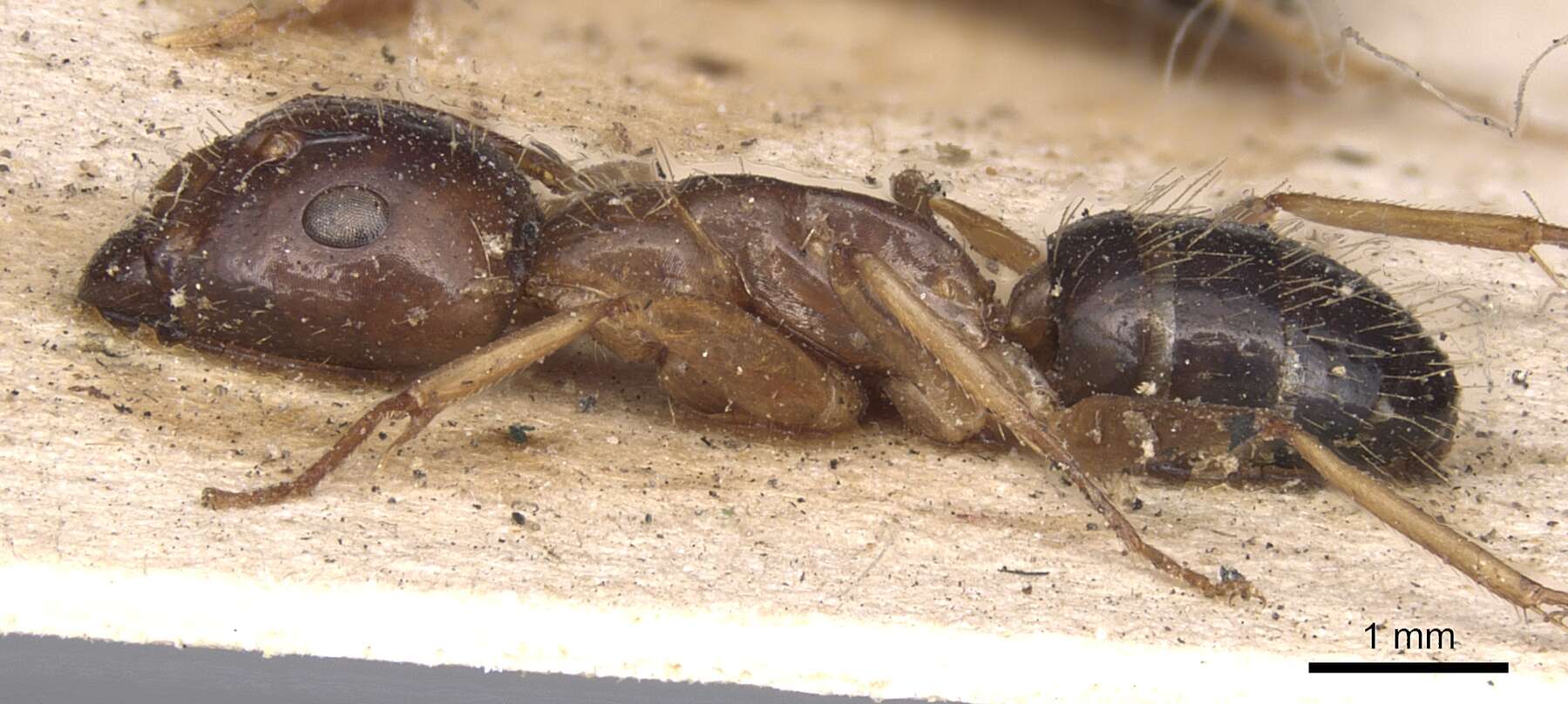 Image of Camponotus subtilis (Smith 1860)