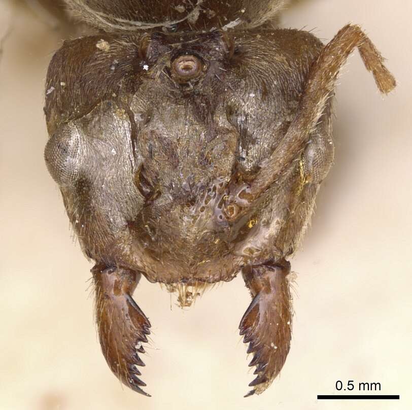 Image of Pseudolasius familiaris (Smith 1860)