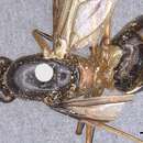 Plancia ëd Camponotus festinus (Smith 1857)