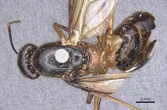 Imagem de Camponotus festinus (Smith 1857)