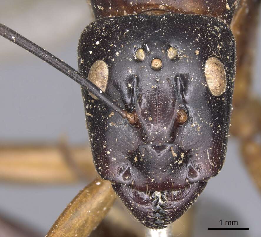 Plancia ëd Camponotus festinus (Smith 1857)