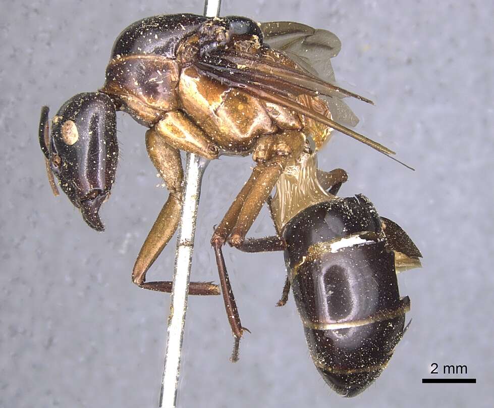 Plancia ëd Camponotus festinus (Smith 1857)