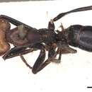 Imagem de Camponotus gilviceps Roger 1863