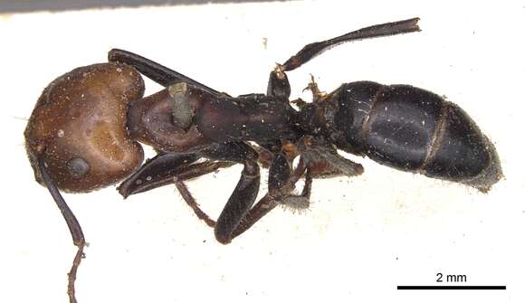 Imagem de Camponotus gilviceps Roger 1863