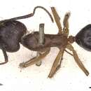 Image of Camponotus fervidus Donisthorpe 1943