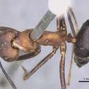 Image of Camponotus irritabilis (Smith 1857)