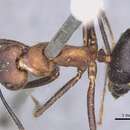 Image de Camponotus irritabilis (Smith 1857)