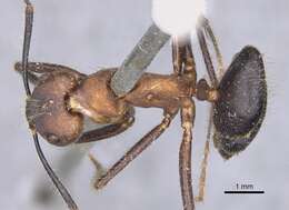 Слика од Camponotus irritabilis (Smith 1857)