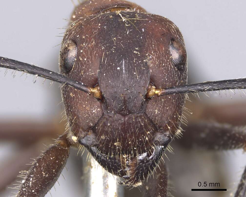 Слика од Camponotus irritabilis (Smith 1857)