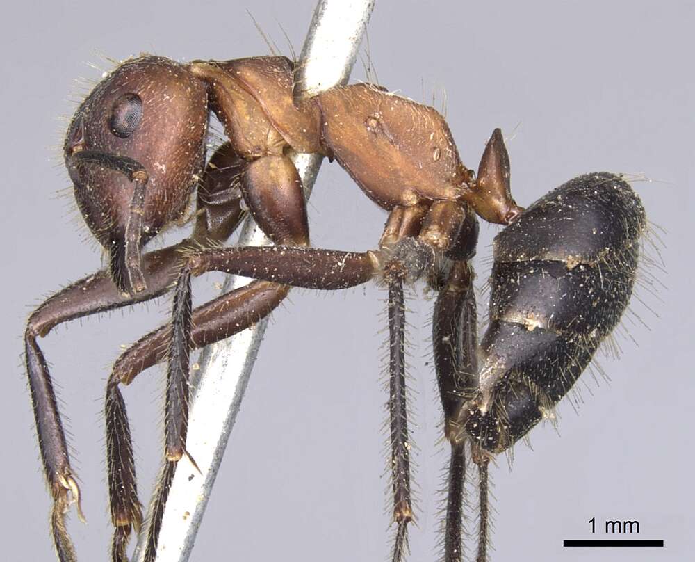 Слика од Camponotus irritabilis (Smith 1857)