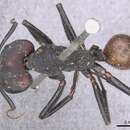 Image of Camponotus sedulus (Smith 1857)