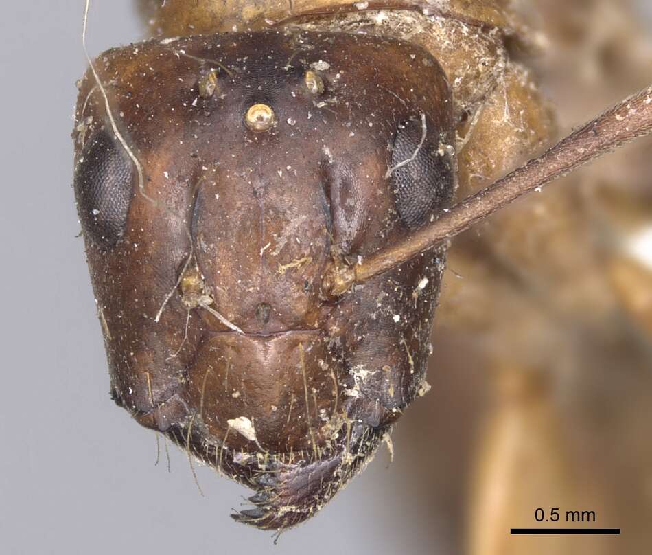 Image of Camponotus tenuipes (Smith 1857)