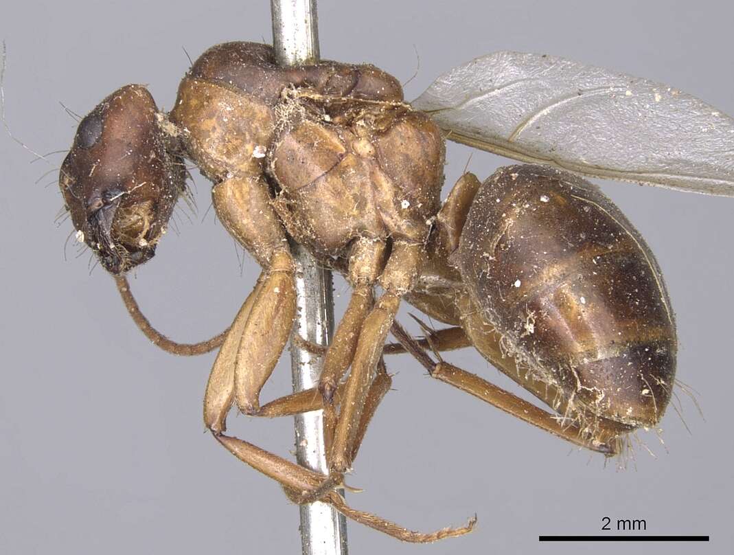 Image of Camponotus tenuipes (Smith 1857)