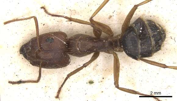 Image of Camponotus virulens Santschi 1861