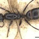 Image of Camponotus pavidus (Smith 1860)
