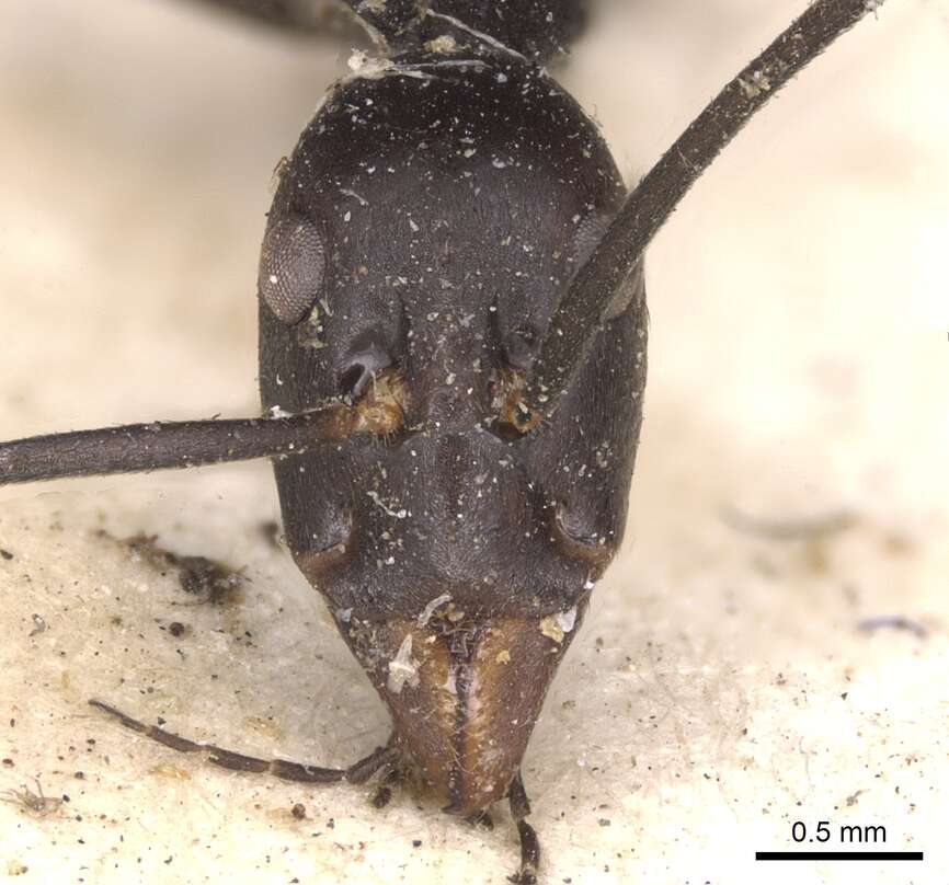 Plancia ëd Leptomyrmex flavitarsus (Smith 1859)