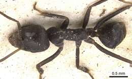 Image de Anonychomyrma glabrata (Smith 1857)