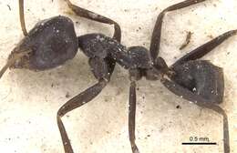 Image de Anonychomyrma glabrata (Smith 1857)