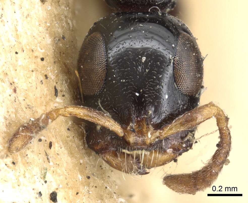 Image of Tetraponera nitida (Smith 1860)