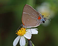 Image of White-M Hairstreak