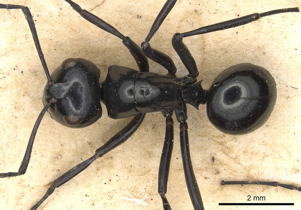 Image of <i>Polyrhachis busiris</i> Smith