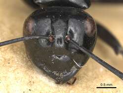 Image of <i>Polyrhachis busiris</i> Smith