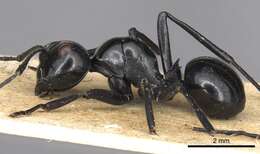 Image of <i>Polyrhachis busiris</i> Smith