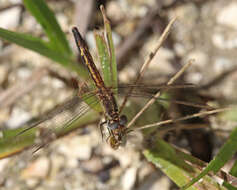 Image of Little Blue Dragonlet