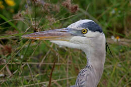 Image of Great Blue Heron