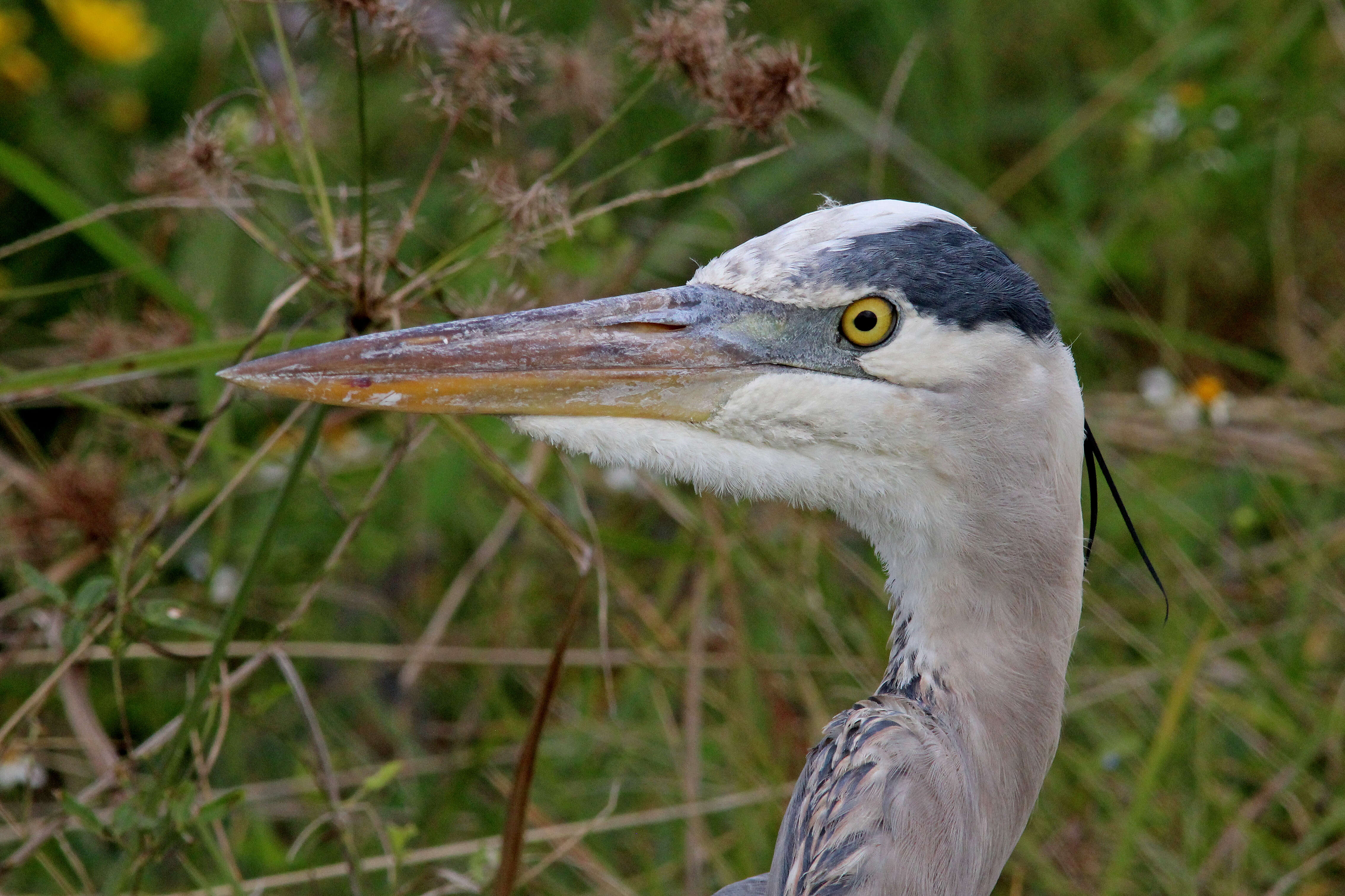 Image of Great Blue Heron