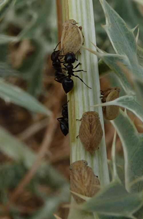 Image de Agalmatium flavescens (Olivier 1791)